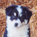 Gibsi was adopted in January, 2003